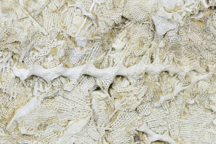 Plate of Archimedes Screw Bryozoan Fossils - Alabama #178251